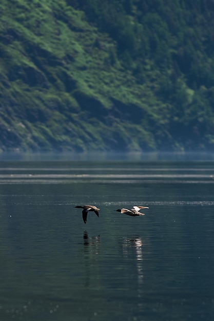Утки плавают на фоне гор озера