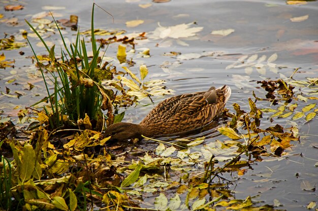 Photo ducks swimming in the lake, trakai lake