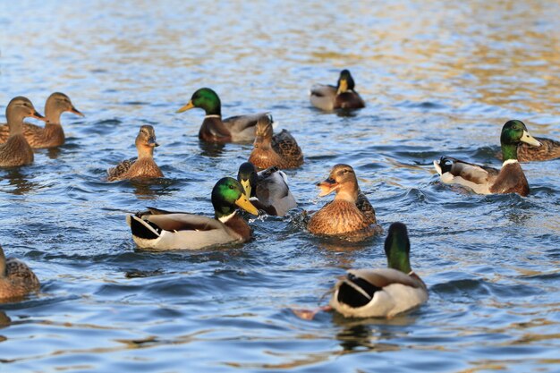 Ducks swimming in lake