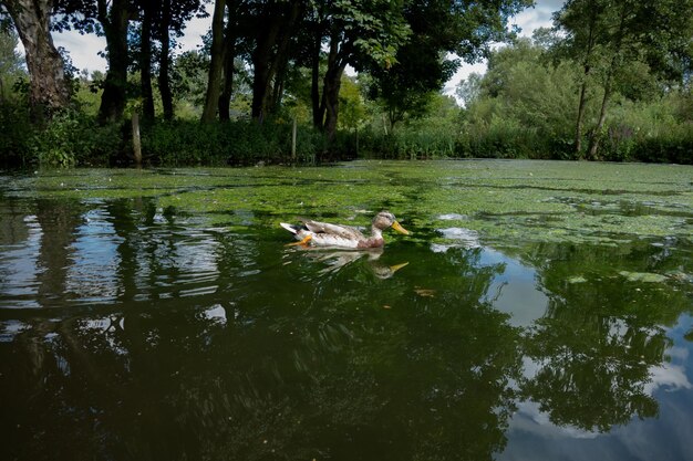 Foto anatre che nuotano nel lago