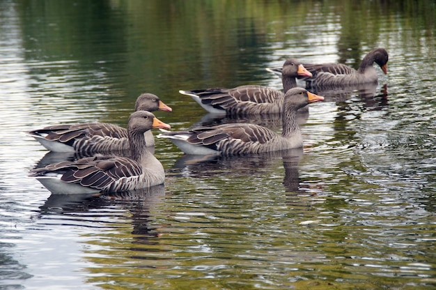 Ducks swimming in lake