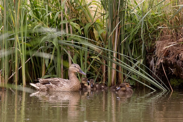 Photo ducks swimming in lake