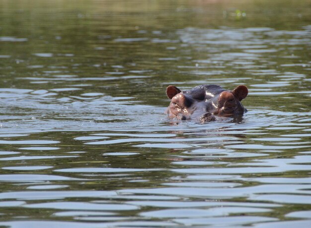 Photo ducks swimming in lake