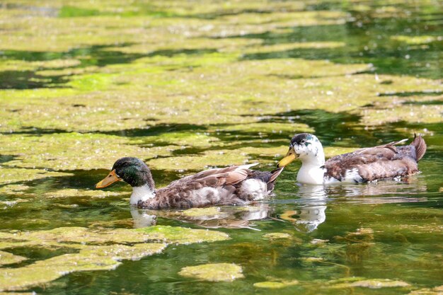 Photo ducks swimming in lake