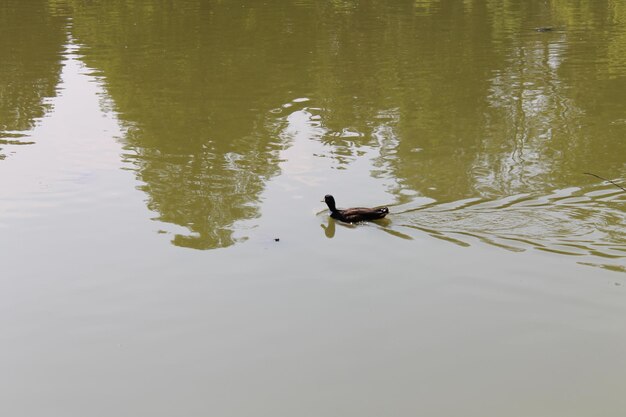 Ducks swimming on lake