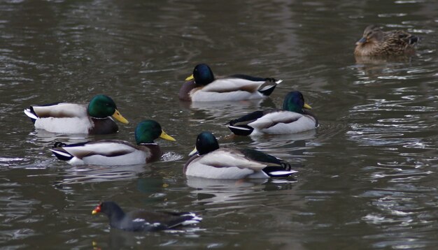 Photo ducks swimming in lake