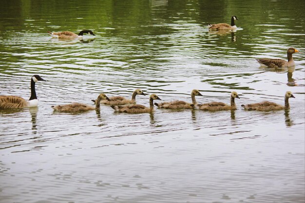 Ducks swimming in lake