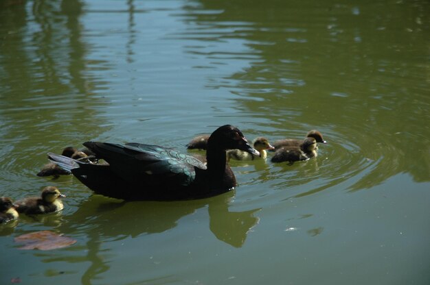 Photo ducks swimming in lake