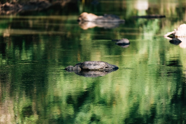 Foto anatre che nuotano nel lago