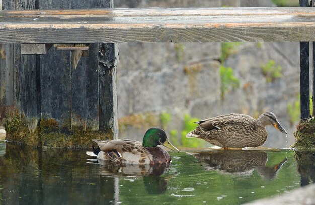 Photo ducks swimming in lake