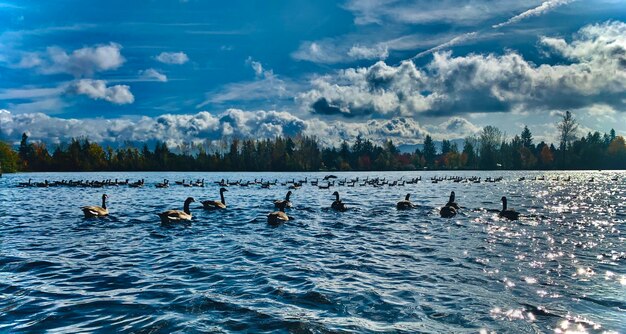 Photo ducks swimming in lake