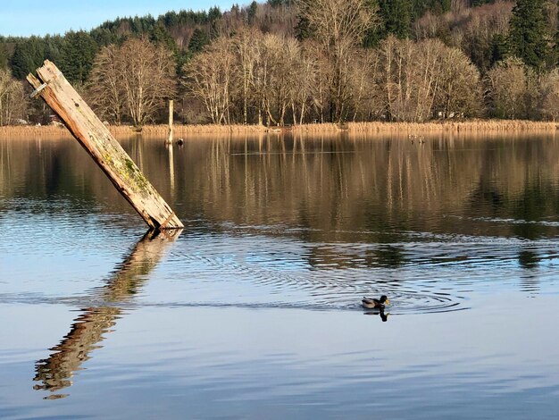 Ducks swimming in lake