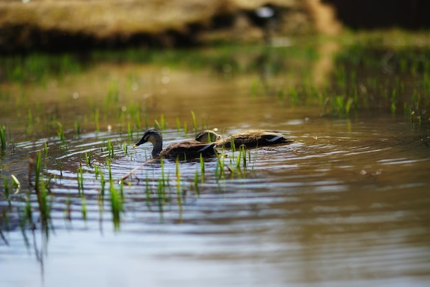 Ducks swimming in lake