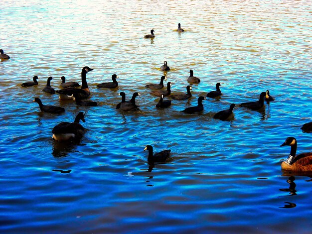 Ducks swimming in lake