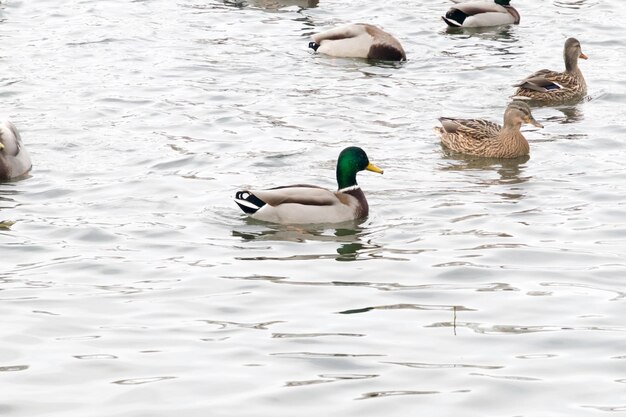 Photo ducks swimming on lake