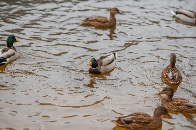 Foto anatre che nuotano nel lago