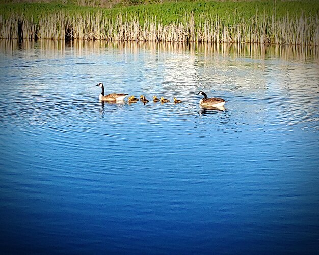 Ducks swimming in lake