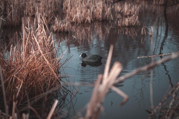 Photo ducks swimming in lake