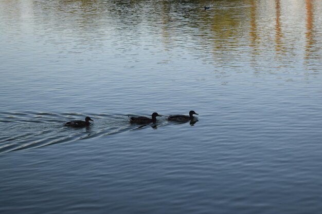 Ducks swimming in lake