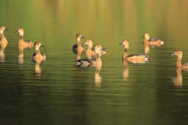 Photo ducks swimming in lake