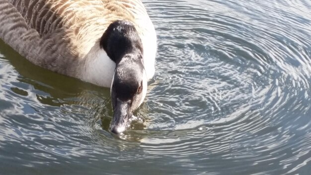 Photo ducks swimming in lake