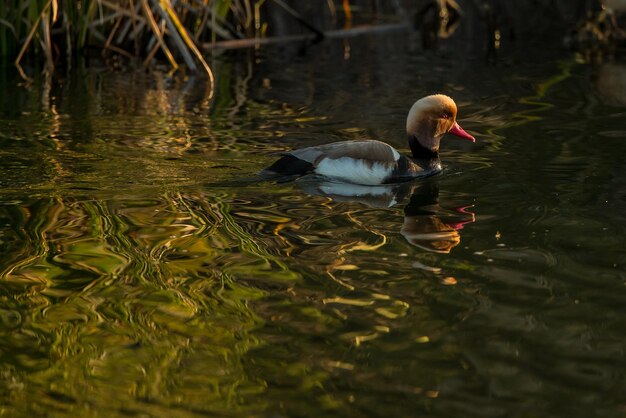 Foto anatre che nuotano nel lago