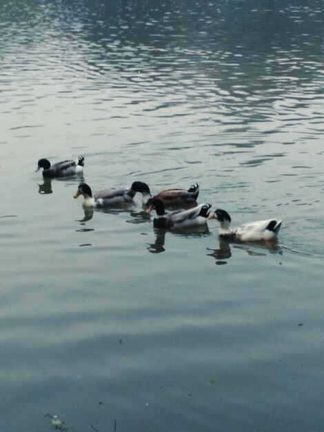 Ducks swimming in lake