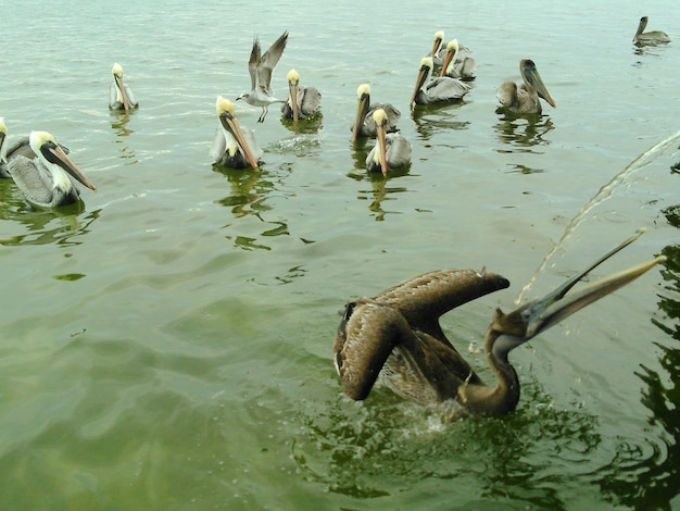 Foto anatre che nuotano nel lago