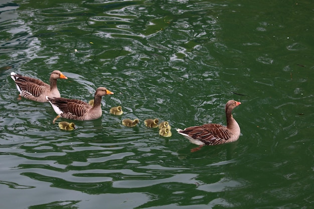 Photo ducks swimming in lake