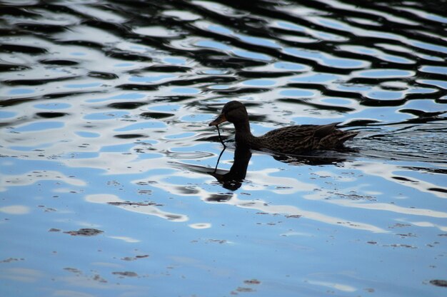 Photo ducks swimming in lake