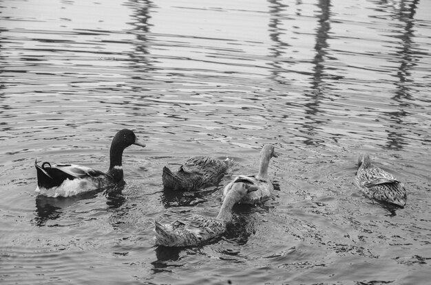 Photo ducks swimming on lake