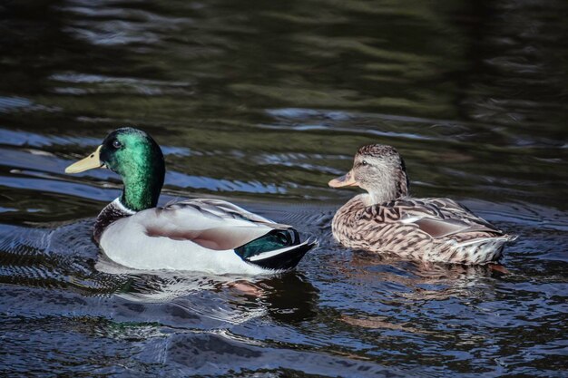 Photo ducks swimming in lake