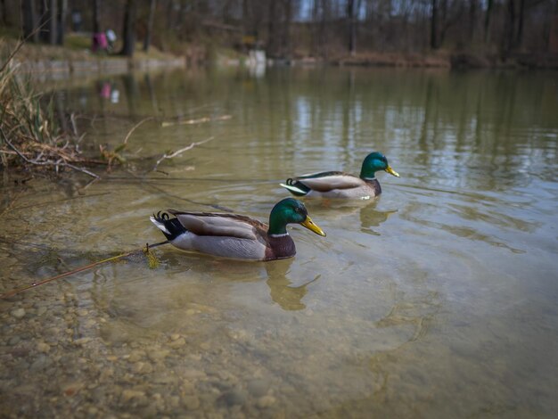 Ducks swimming in lake