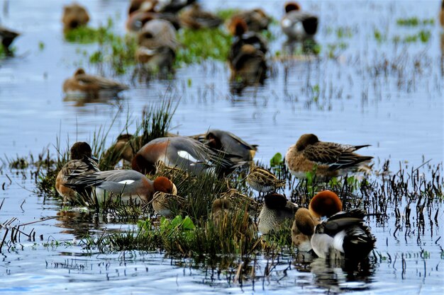 Photo ducks swimming in lake