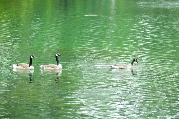 Ducks swimming in lake