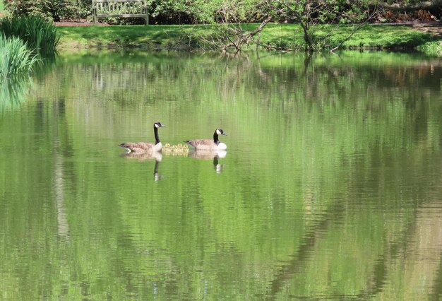 Foto anatre che nuotano nel lago