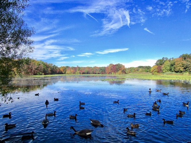 Photo ducks swimming in lake