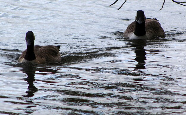 Ducks swimming in lake