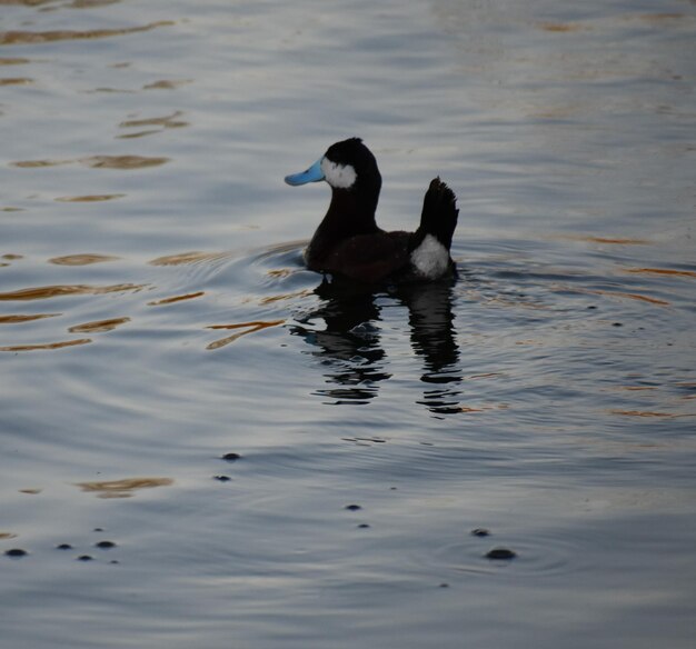 Photo ducks swimming on lake