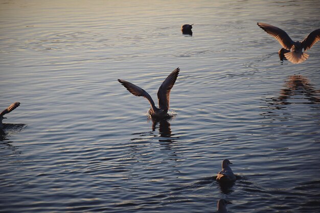 Photo ducks swimming in lake