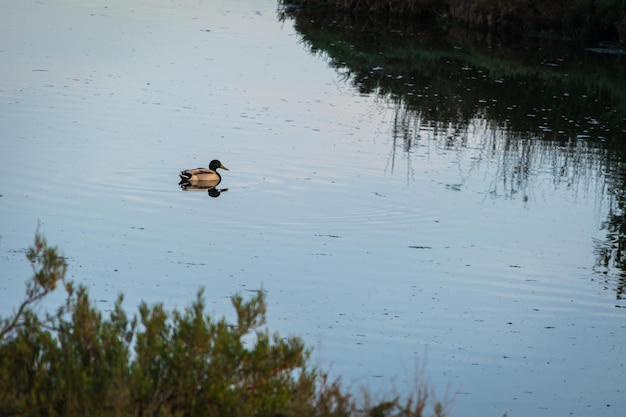 Photo ducks swimming on lake