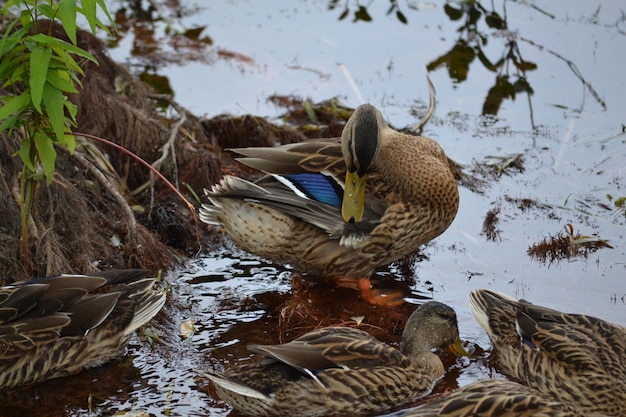 Ducks swimming in lake