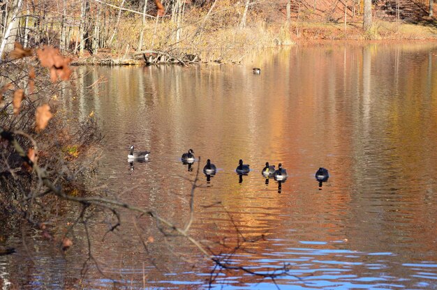 Photo ducks swimming on lake