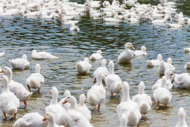 Foto anatre che nuotano sul lago