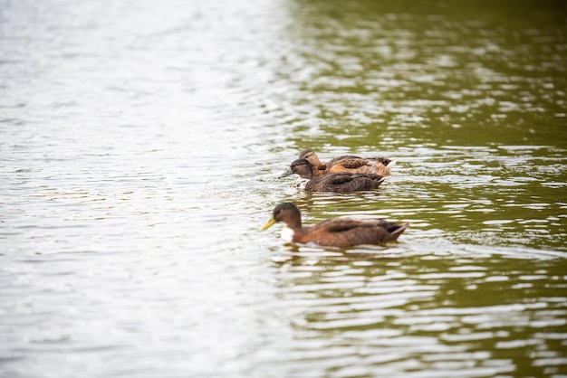 Photo ducks swimming in lake