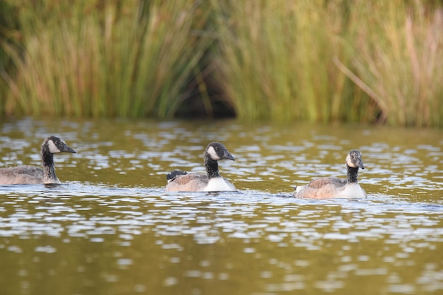 Photo ducks swimming in lake