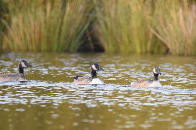 Foto anatre che nuotano nel lago