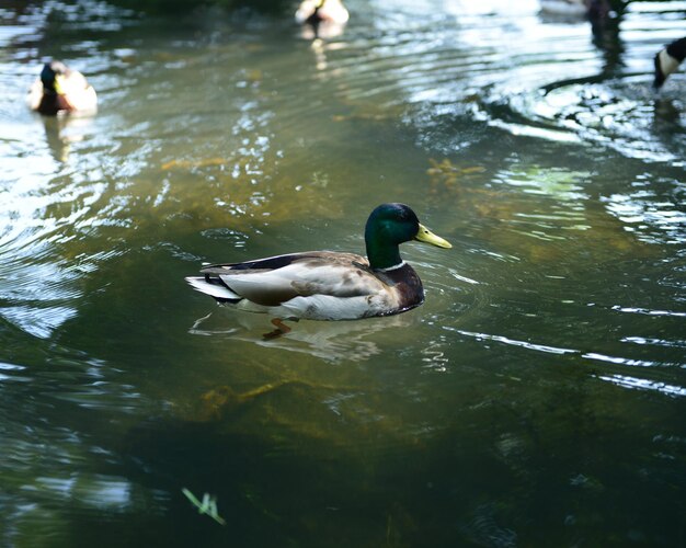 Photo ducks swimming in lake