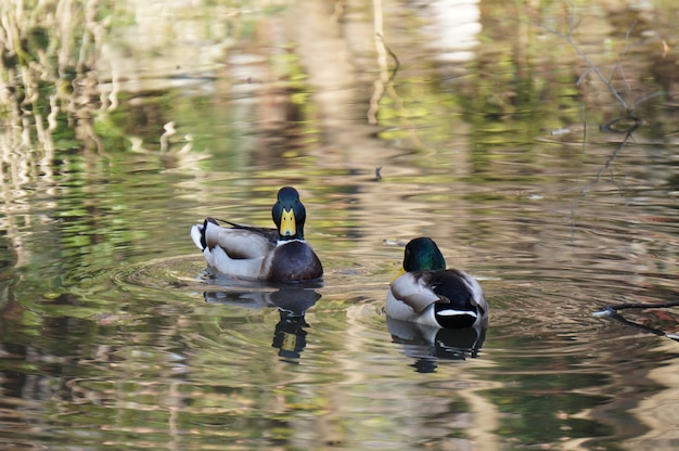 Photo ducks swimming on lake