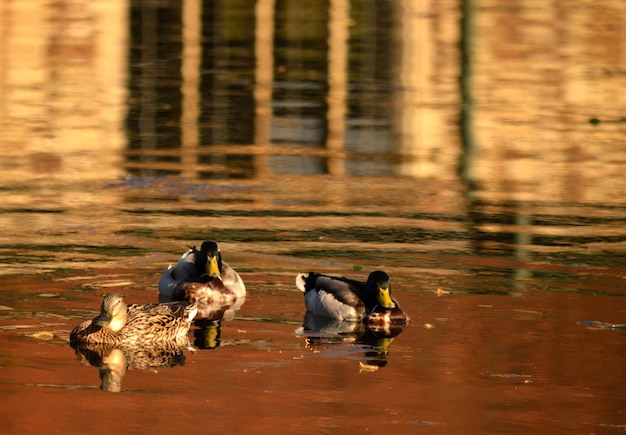 Ducks swimming on lake